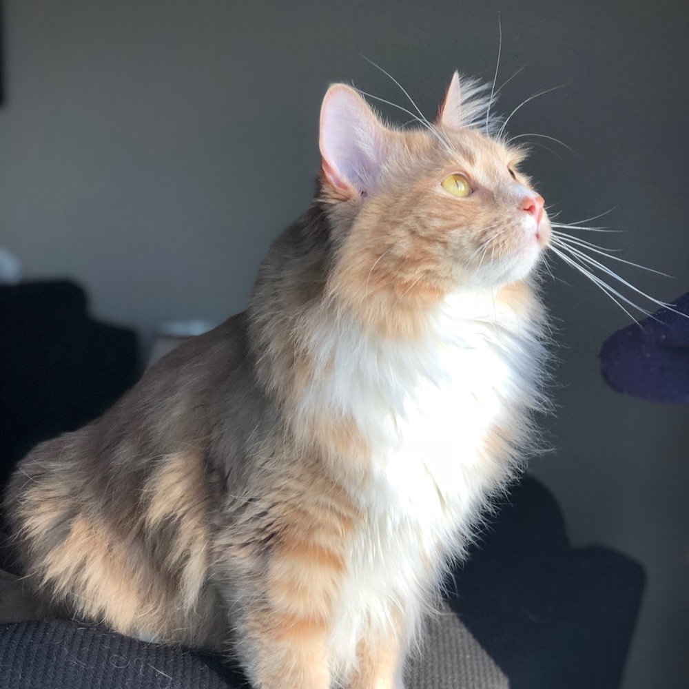 Meet your Posher, Dixie